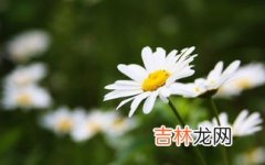 小雏菊花语,小雏菊的花语