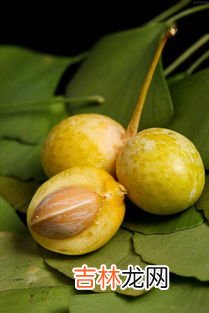 银杏果能吃吗,银杏果实可以吃吗