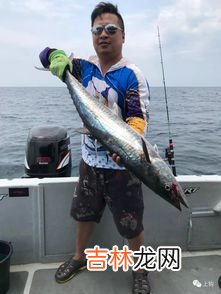 旗鱼可以撞死鲨鱼吗,旗鱼可以撞死鲨鱼吗