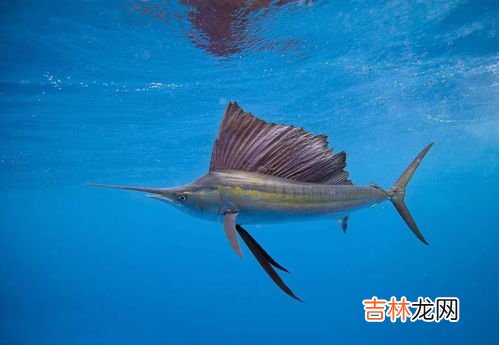 旗鱼可以撞死鲨鱼吗,旗鱼可以撞死鲨鱼吗