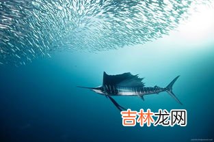 旗鱼可以撞死鲨鱼吗,旗鱼可以撞死鲨鱼吗