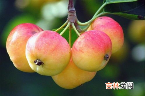 沙果的禁忌,沙果的功效与作用及食用方法