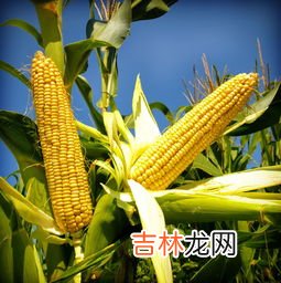 玉米几月份成熟,玉米成熟季节是几月?