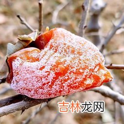 柿饼为什么会发涩,柿饼发涩的原因