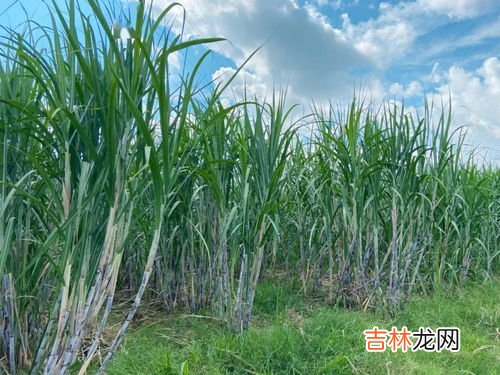 一根甘蔗相当于几碗米饭,一根甘蔗的热量是多少