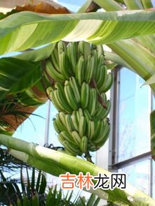香蕉里面是红色怎么回事,香蕉皮有红点还能吃吗？