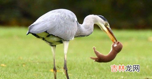 黄鼠狼最怕什么动物,黄鼠狼的天敌是什么？黄鼠狼吃老鼠吗？