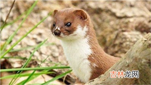 黄鼠狼最怕什么动物,黄鼠狼的天敌是什么？黄鼠狼吃老鼠吗？