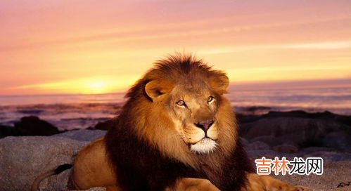 狮子是什么王?森林之王,狮子为什么是森林之王