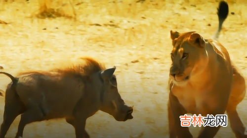 狮子是什么王?森林之王,狮子为什么是森林之王