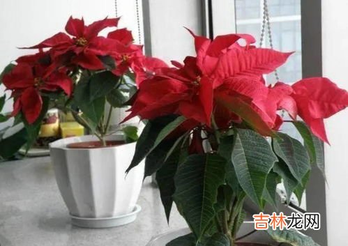 一品红有毒吗,一品红有毒吗?