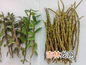 新鲜铁皮石斛怎么吃,新鲜的铁皮石斛怎么吃 铁皮石斛简单的食用方法