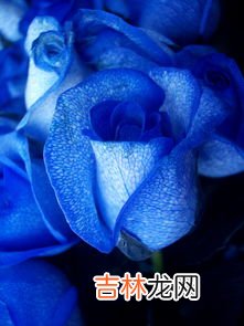 蓝色妖姬花语,蓝色妖姬的花语是什么？