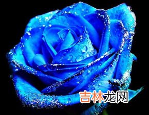 蓝色妖姬花语,蓝色妖姬的花语是什么？