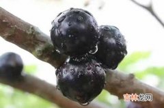 蓝莓放冰箱10天还可以吃吗 蓝莓放冰箱10天会发霉坏掉吗