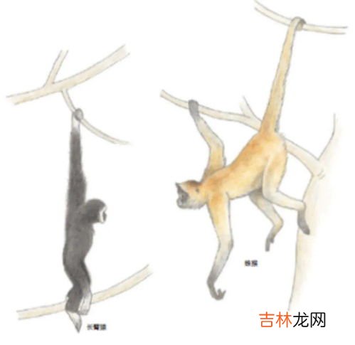 所有长臂猿都有尾巴吗,猩猩和猿类动物有尾巴吗？