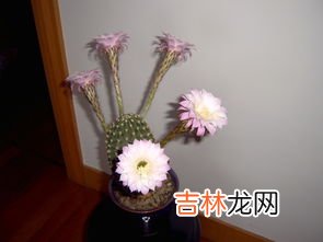 仙人球的花语,仙人球的花语与寓意是什么？