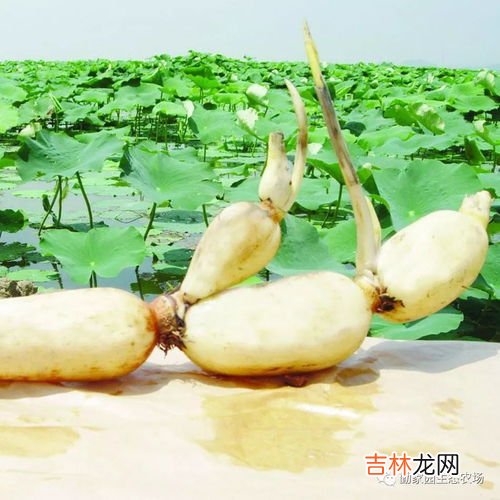 藕属于碳水还是蔬菜,藕属于什么食物？