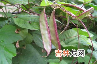 梅豆和什么相克,梅豆和什么相克 没有相克的食物自身具有强烈毒性