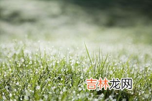 白露的风俗食物有哪些,白露的风俗食物有哪些