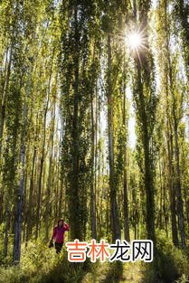 中国最大的薰衣草种植地,中国薰衣草哪里最出名