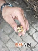 党参和当归的区别,当归和党参有什么不同