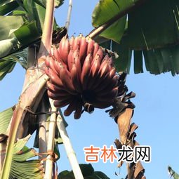 红皮香蕉是转基因的吗,苹果香蕉是转基因的么