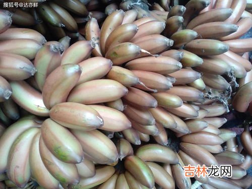 红皮香蕉是转基因的吗,苹果香蕉是转基因的么