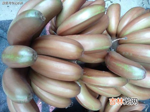 红皮香蕉是转基因的吗,苹果香蕉是转基因的么