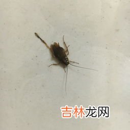 家里好多小蟑螂是什么原因,家里蟑螂多是什么原因啊？