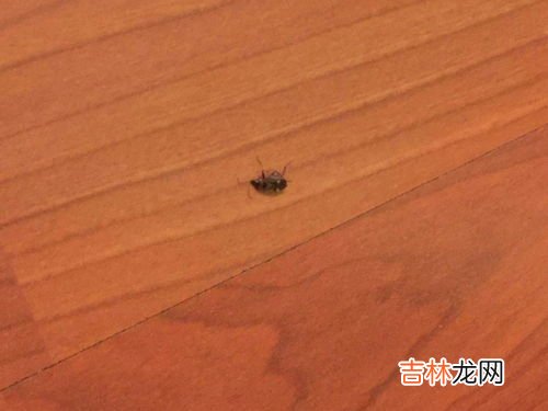 家里好多小蟑螂是什么原因,家里蟑螂多是什么原因啊？