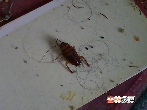 家里好多小蟑螂是什么原因,家里蟑螂多是什么原因啊？