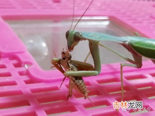 家里好多小蟑螂是什么原因,家里蟑螂多是什么原因啊？