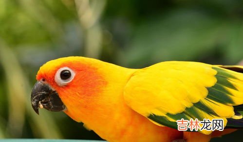 鹦鹉可以活多久,鹦鹉可以活多少年