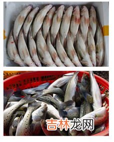 超市冰块上的鱼是新鲜的吗,市场上卖鱼有冰块的，那些鱼新鲜吗？是什么鱼？海鱼？