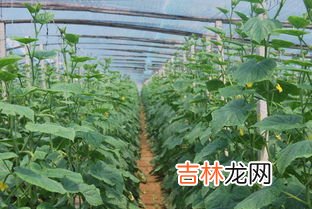 南方9月份适合种植什么蔬菜,南方9月份种什么蔬菜最好