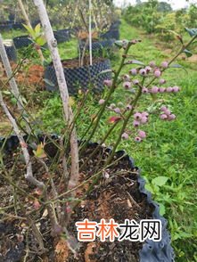 南方9月份适合种植什么蔬菜,南方9月份种什么蔬菜最好