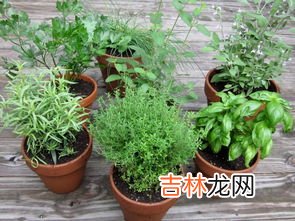 植物过冬的方式写5种,植物过冬的方式有哪些？