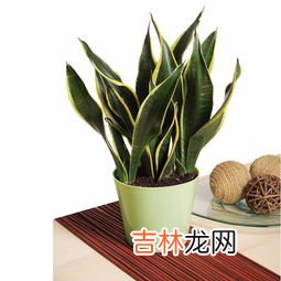 植物过冬的方式写5种,植物过冬的方式有哪些?