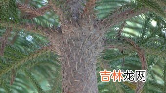 植物过冬的方式写5种,植物过冬的方式有哪些?