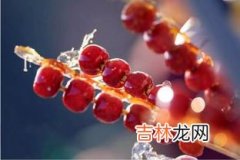 冰糖葫芦能放冰箱吗,冰糖葫芦可以冻冰箱里吗?