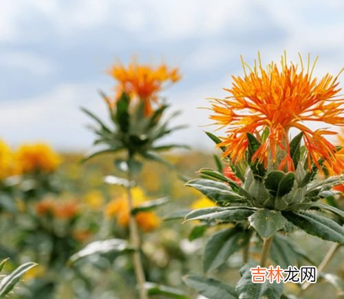 红花籽油可以炒菜吗,红花籽油 茶油 亚麻籽油 哪个