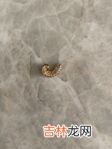 面生虫子还能吃吗,面粉生虫怎么办,还能吃吗?