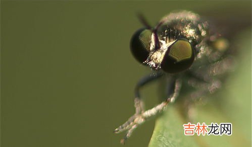 什么东西招苍蝇,什么东西能把苍蝇迅速招来