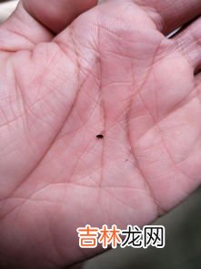 什么东西招苍蝇,什么东西能把苍蝇迅速招来