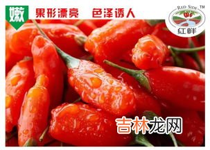 新鲜枸杞子能吃吗,新鲜枸杞怎么样