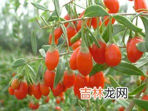 新鲜枸杞子能吃吗,新鲜枸杞怎么样