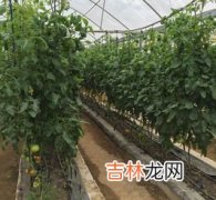 无滴大棚膜品牌排行榜,谁知道什么牌的EVA大棚膜好