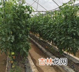 无滴大棚膜品牌排行榜,谁知道什么牌的EVA大棚膜好