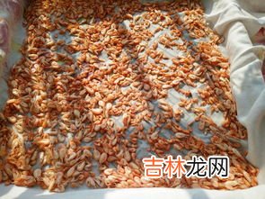 干虾米能放多长时间,干海米保质期多长时间？